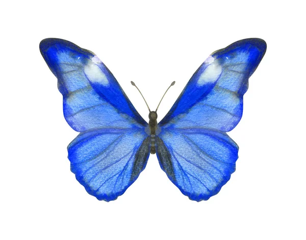 Χειροποίητη υδατογραφία πεταλούδα Morpho Rhetenor απομονωμένη σε λευκό χρώμα — Φωτογραφία Αρχείου