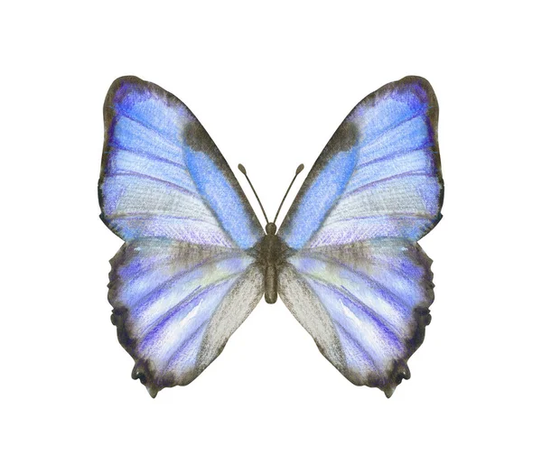 Borboleta de aquarela desenhada à mão Morpho Thamyris isolado em branco — Fotografia de Stock