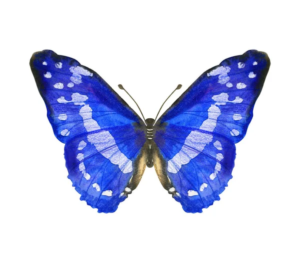 Χειροποίητη υδατογραφία πεταλούδα Morpho Cyis απομονωμένη σε λευκό χρώμα — Φωτογραφία Αρχείου