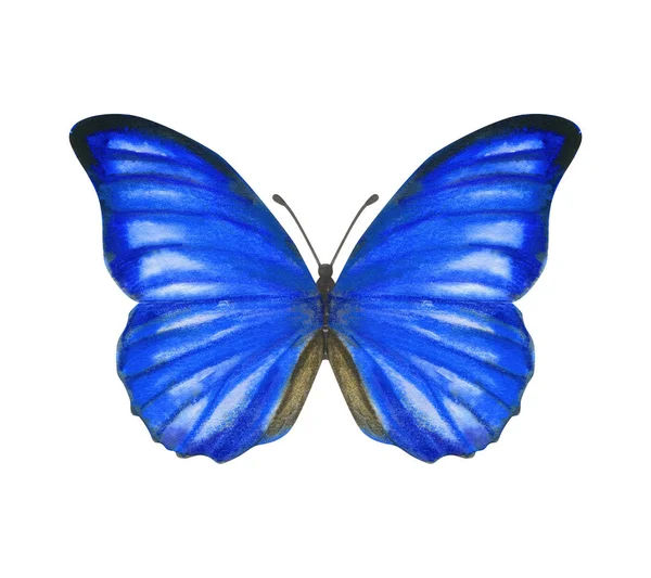 Hand drawn watercolor male butterfly Morpho Anaxibia isolated on white — 스톡 사진