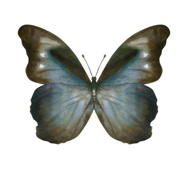 Handgezeichneter Aquarell-Schmetterling Morpho Phanodemus isoliert auf Weiß — Stockfoto