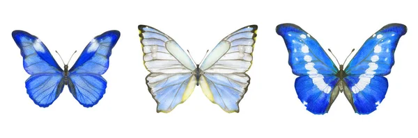 Hand drawn set of watercolor butterflies Morpho Rhetenor isolated on white — 스톡 사진
