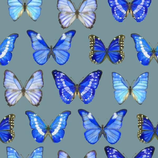 Akvarel sømløse mønster med sommerfugle Morpho på grå - Stock-foto