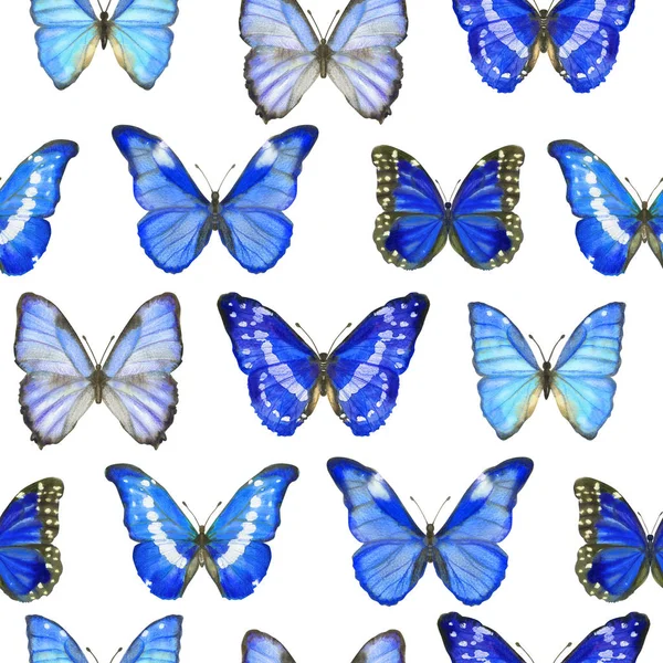 Watercolor seamless pattern with butterflies Morpho on white — 스톡 사진