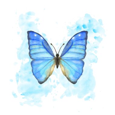 El çizimi suluboya kelebek Morpho Aega sıçrayan arka planda