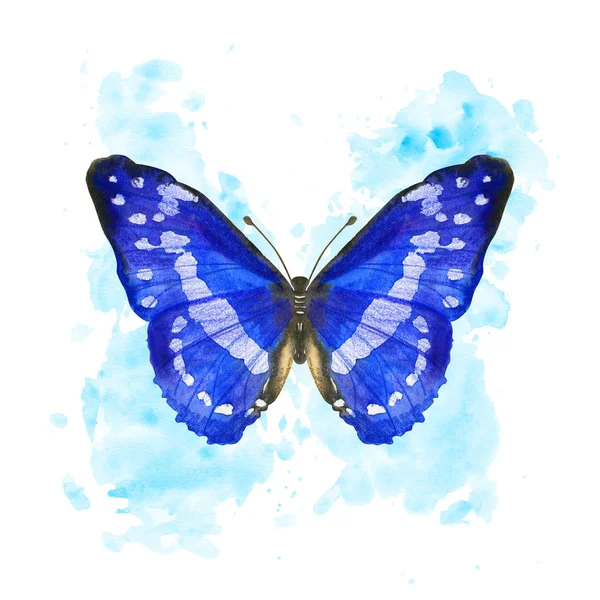 Hand drawn watercolor butterfly Morpho Cypris on splattered background