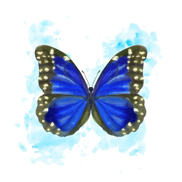 Hand drawn watercolor female butterfly Morpho Anaxibia on splattered background — 스톡 사진