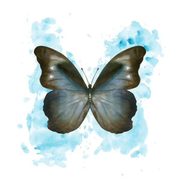 Kézzel rajzolt akvarell pillangó Morpho Phanodemus fröcskölt háttér — Stock Fotó