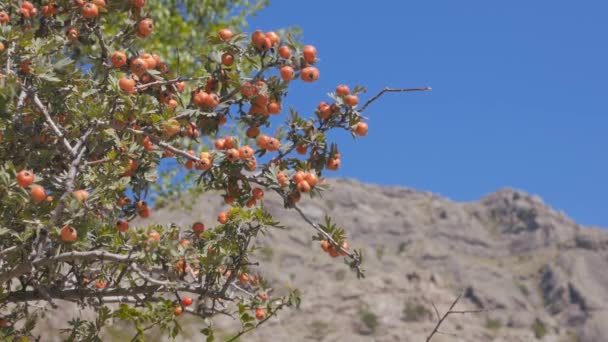 The Bush of hawthorn mountains in the background. Crimea. Zelenogorie — Stock Video