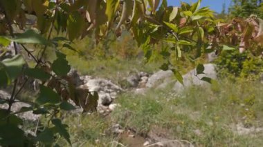 Bir çalı tek bir dalı ile yumuşak bir geçiş. Crimea. Zelenogorie.
