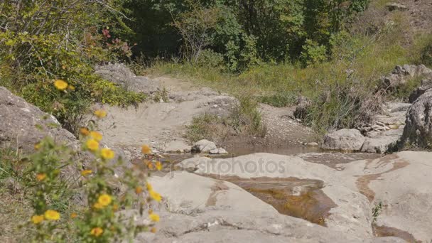 Gebirgsbach fließt durch Steine — Stockvideo