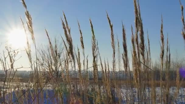 Silueta de hierba silvestre contra el cielo de hora dorada durante el atardecer — Vídeos de Stock