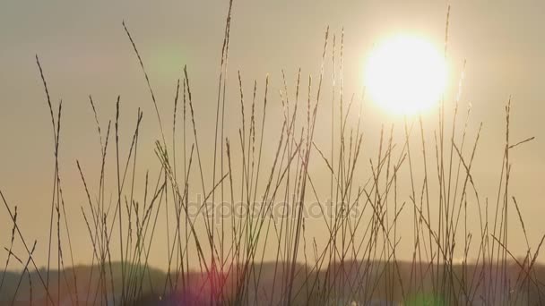 Silueta de hierba silvestre contra el cielo de hora dorada durante el atardecer — Vídeo de stock