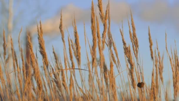 Silueta de hierba silvestre contra el cielo de hora dorada durante el atardecer — Vídeos de Stock