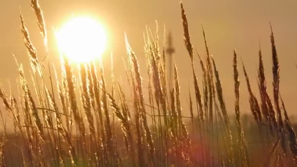 Vilda gräs silhuett mot gyllene timmen himmel under solnedgången — Stockvideo