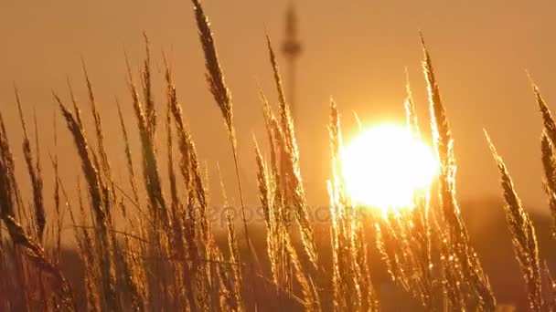 Divoká tráva siluetu proti zlaté hodiny obloha při západu slunce — Stock video