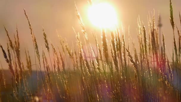 Silueta de hierba silvestre contra el cielo de hora dorada durante el atardecer — Vídeo de stock