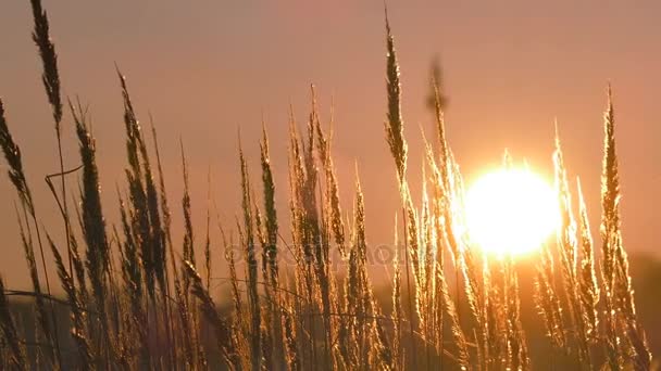 Дикая трава силуэт против золотого часа небо во время заката — стоковое видео