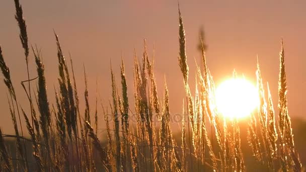 Wildes Gras Silhouette gegen goldene Stunde Himmel bei Sonnenuntergang — Stockvideo