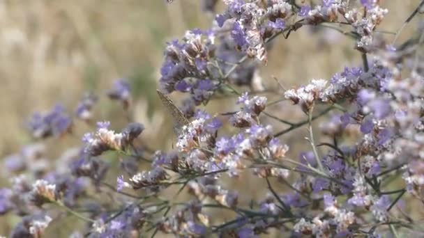 Fjärilar på de törnen som blommar med vackra lila blommor. — Stockvideo