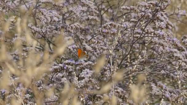 Papillons sur les épines fleurissant avec de belles fleurs violettes .