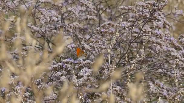 Farfalle sulle spine che sbocciano con bellissimi fiori viola . — Video Stock