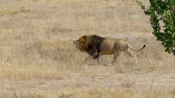 Der König der Tiere - der Löwe. Nahaufnahme — Stockvideo