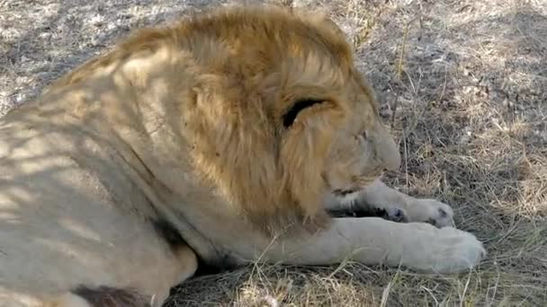 El rey de las bestias - el león. primer plano — Vídeos de Stock