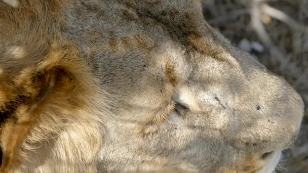 짐승-사자 왕입니다. 근접 촬영 — 비디오