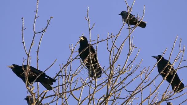 Rook, un troupeau d'oiseaux migrateurs noirs pour la nidification . — Video