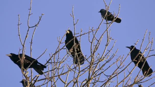 Rook, a flock of black migratory birds for nesting. — Stock Video