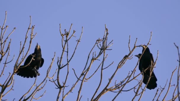 Torre, um bando de aves migratórias negras para nidificação . — Vídeo de Stock