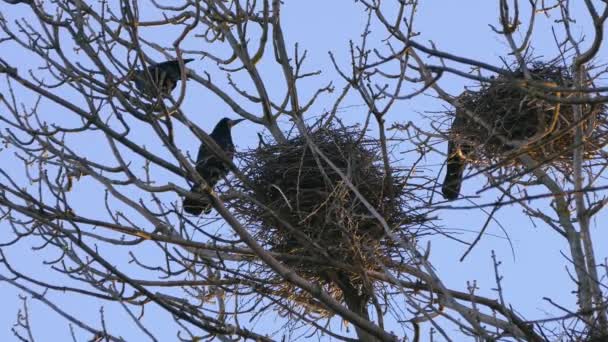 Ладья, стадо черных перелетных птиц для гнездования . — стоковое видео