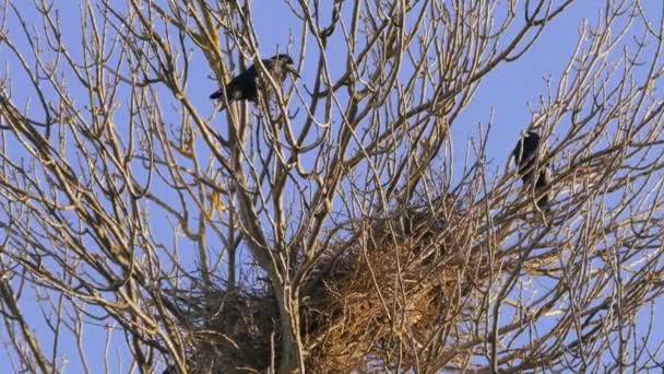 Rook, ein Schwarm schwarzer Zugvögel zum Nisten. — Stockvideo