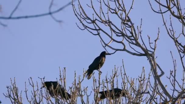 Toren, een kudde zwarte trekvogels voor nesten. — Stockvideo