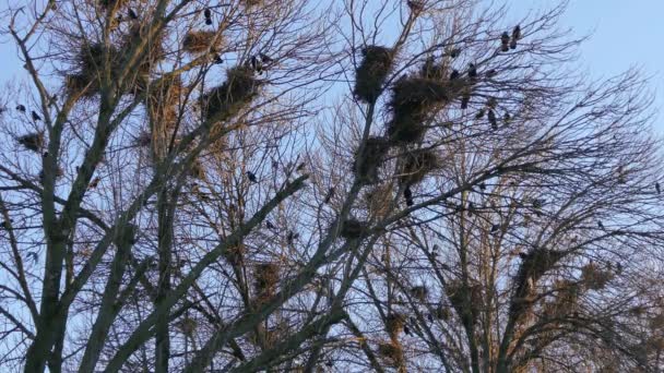 Toren, een kudde zwarte trekvogels voor nesten. — Stockvideo