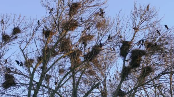 Torre, una bandada de aves migratorias negras para anidar . — Vídeos de Stock