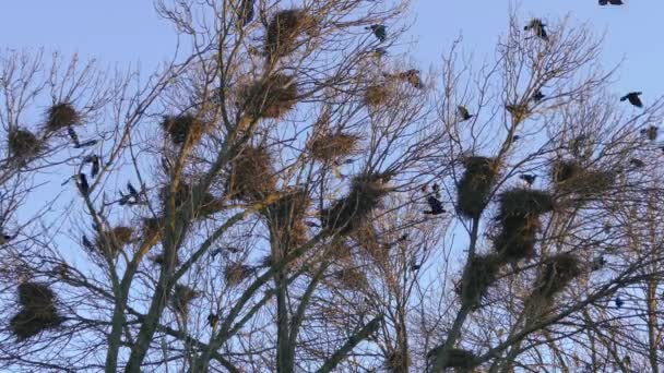 Rook, ein Schwarm schwarzer Zugvögel zum Nisten. — Stockvideo