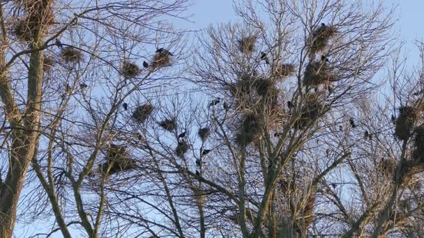 Rook, en flock svarta flyttfåglar för kapsling. — Stockvideo