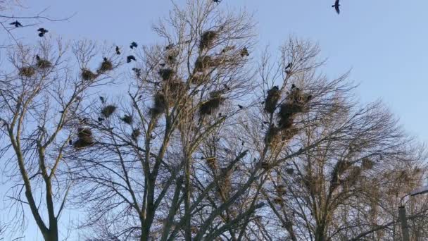 Rook, un troupeau d'oiseaux migrateurs noirs pour la nidification . — Video