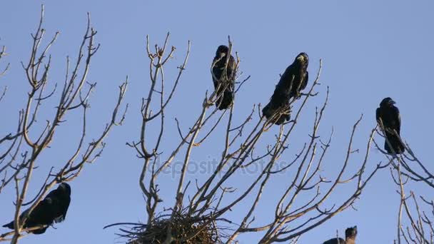 Toren, een kudde zwarte trekvogels voor nesten. — Stockvideo