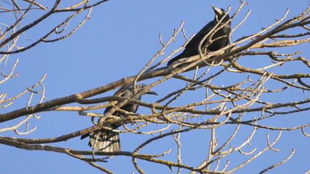 Gawron, stada czarnych ptaków wędrownych zagnieżdżanie. — Wideo stockowe
