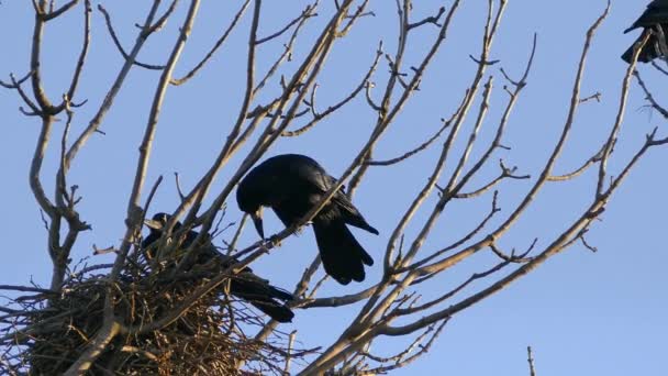 Rook, ένα κοπάδι από μαύρο μεταναστευτικά πουλιά για φώλιασμα. — Αρχείο Βίντεο