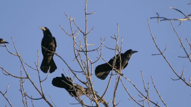 HD μαύρο πουλί