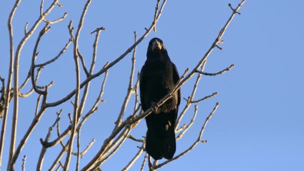 Rook, en flock svarta flyttfåglar för kapsling. — Stockvideo