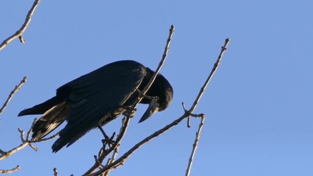 Rook, a flock of black migratory birds for nesting. — Stock Video