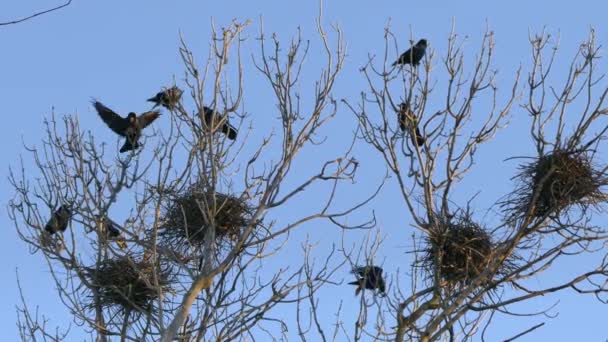 Rook, a flock of black migratory birds for nesting. — Stock Video