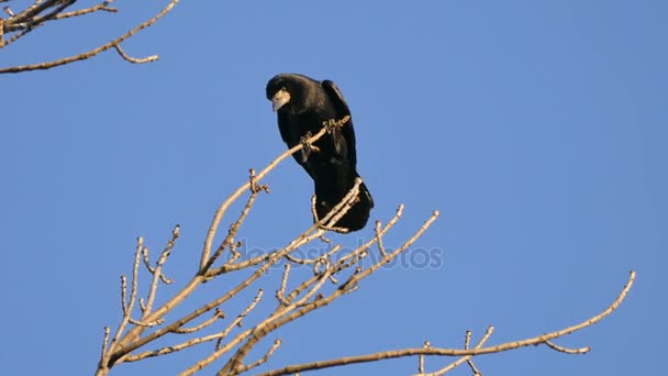 Rook, ένα κοπάδι από μαύρο μεταναστευτικά πουλιά για φώλιασμα. — Αρχείο Βίντεο