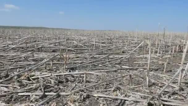Экология. Весна невспаханное поле с сухими стеблями осталось после прошлых лет уборки подсолнечника . — стоковое видео