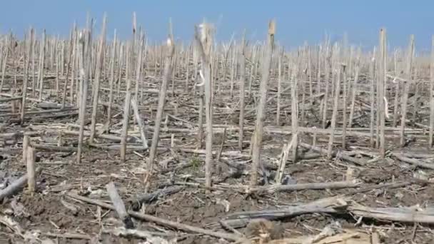 Ecología. Campo sin arar de primavera con tallos secos dejados después de los últimos años la cosecha de girasol . — Vídeo de stock